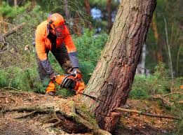 Best Leaf Removal  in Ledgewood, NJ