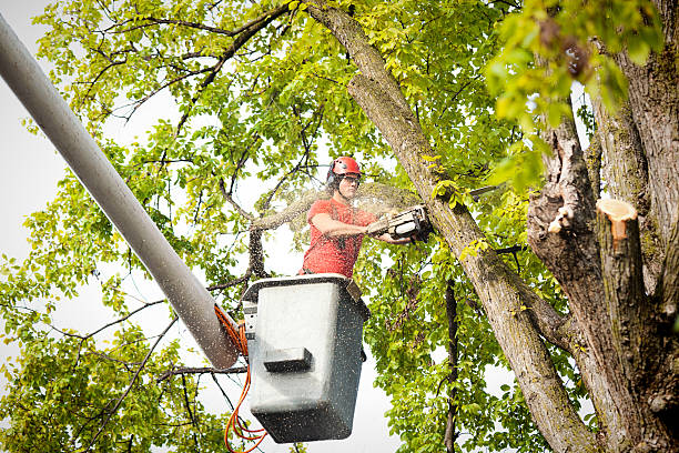 Best Tree Disease Treatment  in Ledgewood, NJ