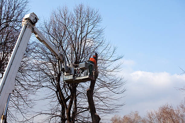  Ledgewood, NJ Tree Care Pros